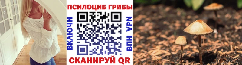 Псилоцибиновые грибы Psilocybine cubensis  Кисловодск 